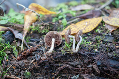 Coprinopsis pannucioides