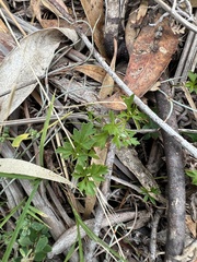 Xanthosia dissecta