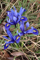 Iris reticulata