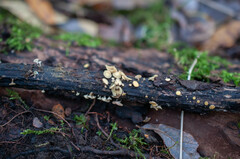 Hymenoscyphus salicellus