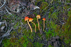 Hygrocybe mucronella