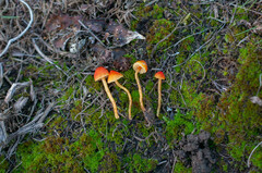 Hygrocybe mucronella