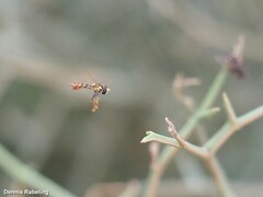 Sphaerophoria rueppellii