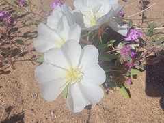 Oenothera deltoides