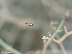 Sphaerophoria rueppellii