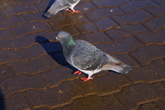 Columba livia domestica