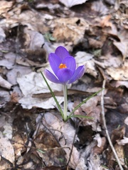 Crocus tommasinianus