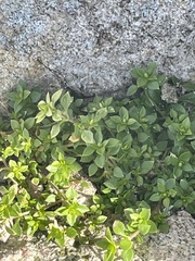 Arenaria serpyllifolia
