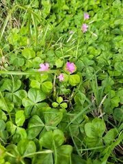 Oxalis