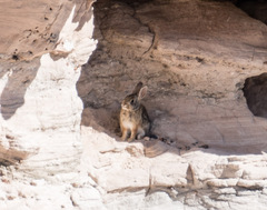 Sylvilagus nuttallii
