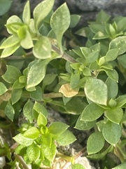 Arenaria serpyllifolia
