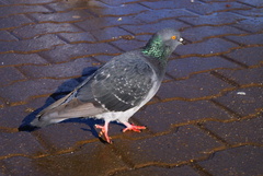 Columba livia domestica