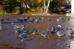 Columba livia domestica