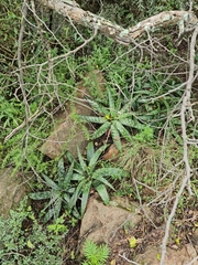 Aloe greatheadii davyana