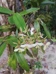 Epidendrum stamfordianum