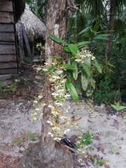 Epidendrum stamfordianum