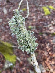 Parmotrema hypotropum