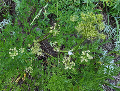 Ligusticum grayi