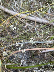 Platysace heterophylla heterophylla