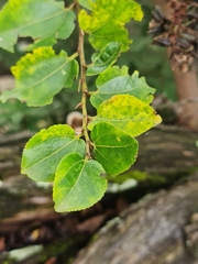 Ziziphus mucronata