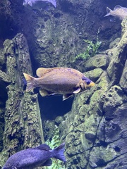 Hephaestus tulliensis