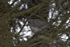 Columba palumbus