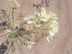 Chylismia