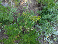 Ligusticum grayi