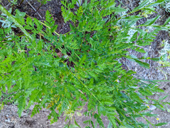Ligusticum grayi