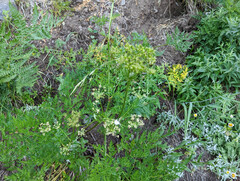 Ligusticum grayi