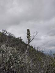 Puya alpestris zoellneri