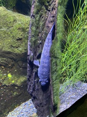 Oxyeleotris lineolata