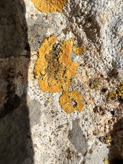 Variospora aurantia