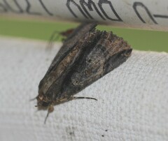 Ercheia dubia