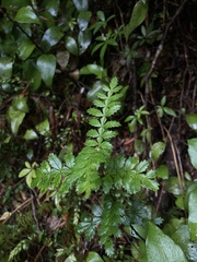 Weinmannia trichosperma