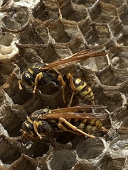 Polistes dominula