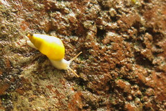 Drymaeus sulphureus