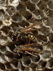 Polistes dominula