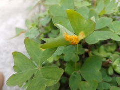 Puccinia oxalidis