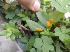 Puccinia oxalidis