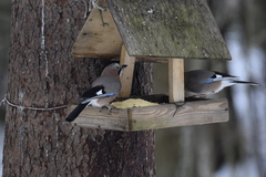 Garrulus glandarius