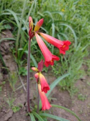 Phycella cyrtanthoides