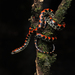 Siphlophis pulcher - Photo 由 Norton Santos 所上傳的 (c) Norton Santos，保留部份權利CC BY-NC
