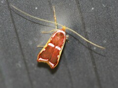 Barantola pulcherrima