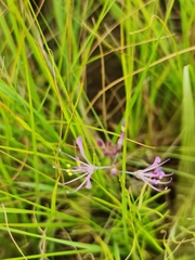 Cleome maculata