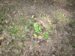 Chenopodium ucrainicum
