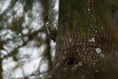 Dendrocoptes medius