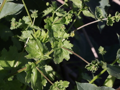 Amauria brandegeeana