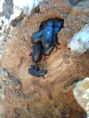 Alobates pensylvanicus