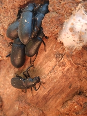 Alobates pensylvanicus